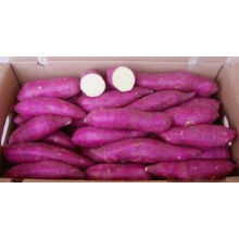 sweet potato high quality/ best price/ for powder